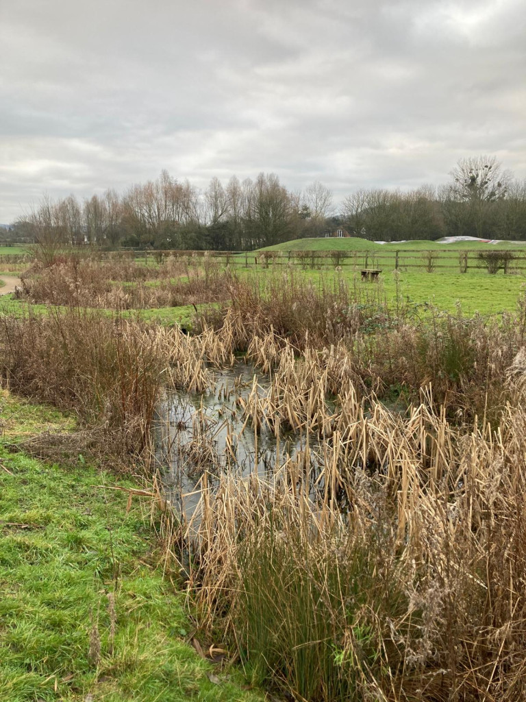 A marshy area with grass and trees

AI-generated content may be incorrect.