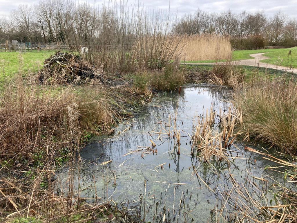 A pond with grass and trees

AI-generated content may be incorrect.